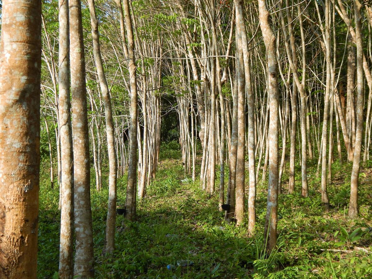 Rubber Tree Resort Ko Lanta Exterior foto